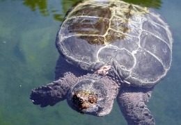 肌醇——魚(yú)、蝦飼料的能量補給站！