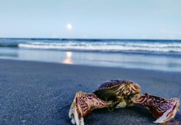 甲殼素和殼多糖在化妝品中的應用（下）